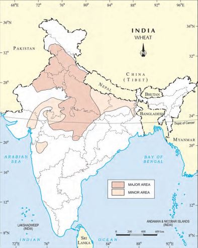 Major Wheat Producing States In India Map Logical Class | Home