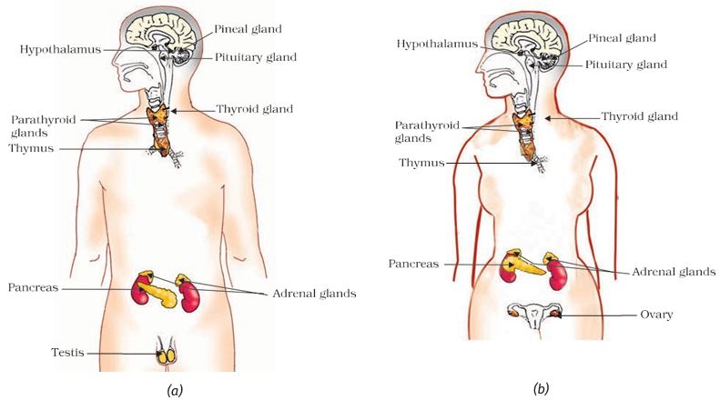 endocrine glands in human beings male and female