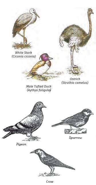 Aves Examples